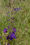 Alabama larkspur